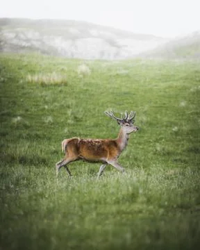 A walking deer in a field Stock Photos