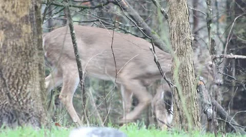 A walking deer Stock Footage 22407796
