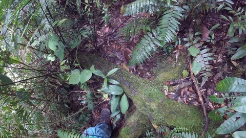 Walking the dense and wild Sumatran jungles of Indonesia Stock Footage 94594360