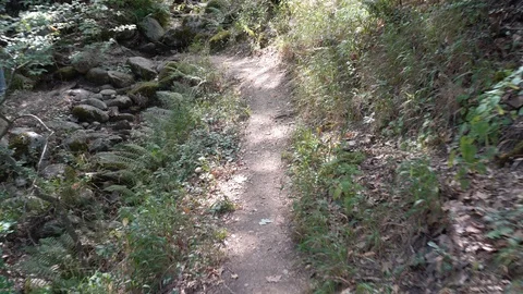 Walking on dirt parth in forest Stock Footage 124060214