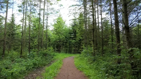 Walking on a dirt path through a lush green pine forest Stock Footage 337728700