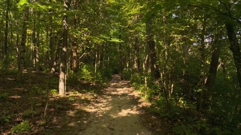 Walking on a Dirt Path in the Woods Stock Footage 251450514