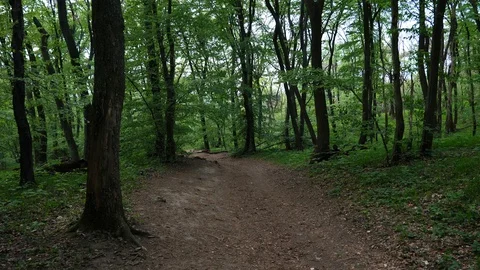 Walking on dirt road in deciduous forest, cloudy spring day, 4K Stock Footage 107530066