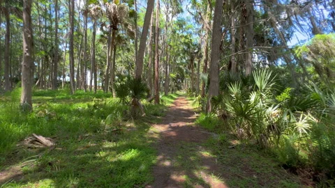 WALKING ON DIRT TRAIL IN PINE TREE AND PALM TREES SLOW MOTION Video stock 299919868