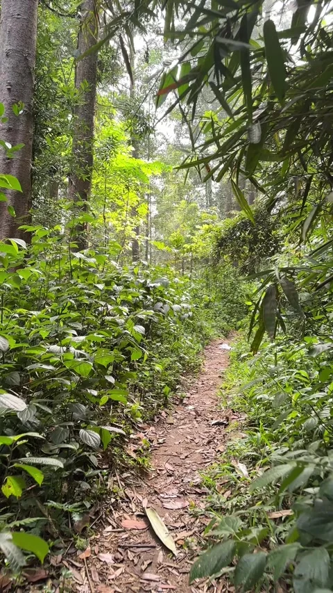 Walking on Dirt Trail Through Dense Tropical Jungle, Point of View Shot, Vertica 스톡 동영상 324080014