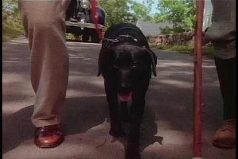Walking dog 1 Stock Footage