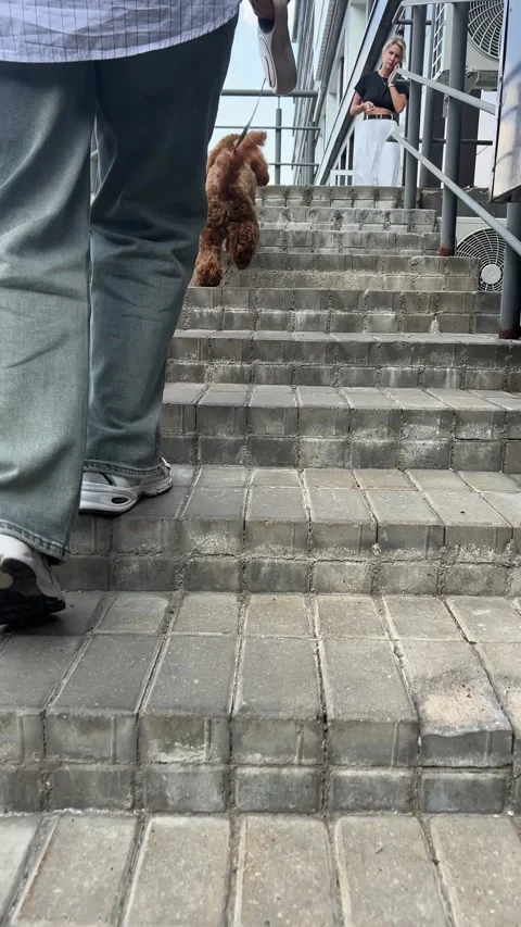 Walking a dog up and down stairs in a busy urban environment Stock Footage 283466627