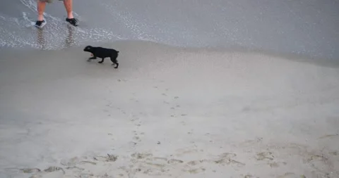 Walking a Dog on the Beach, A Relaxing Stroll by the Water Stock Footage 262395955
