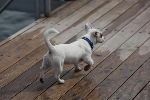 Walking dog. Close up Stock Photos