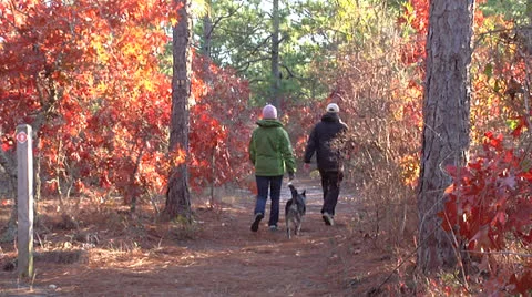 Walking the dog, cold nature trail Stock Footage 24458022