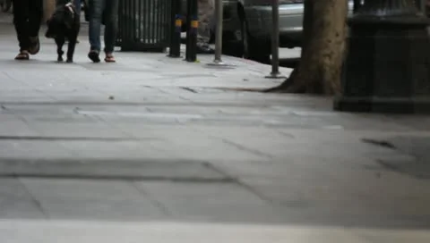 Walking Dog Downtown Stock Footage 11360849