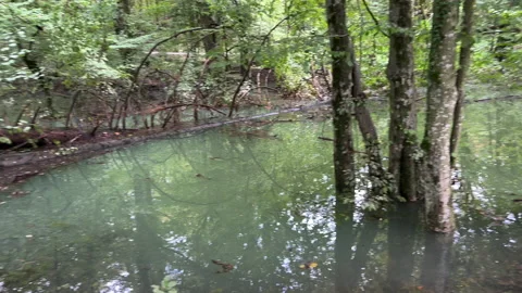 Walking the dog in a flooded forest Stock Footage 224919696