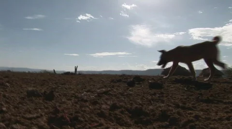 Walking dog Stock Footage 626405