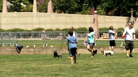 Walking the dog Stock Footage 7738486