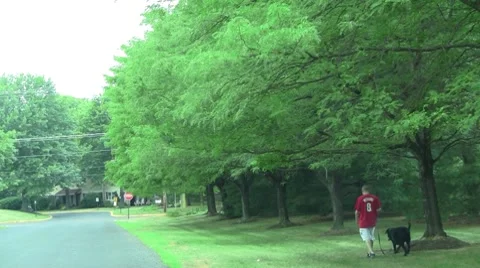 Walking the dog Video stock 8601768