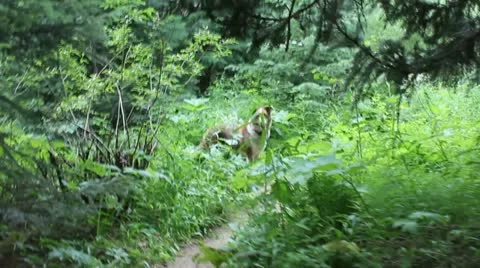 Walking dog Stock Footage 11628628