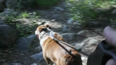 Walking dog Stock Footage 11628672