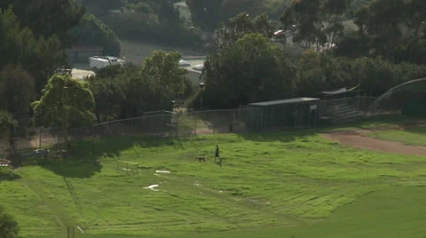 Walking a dog Stock Footage 24203234