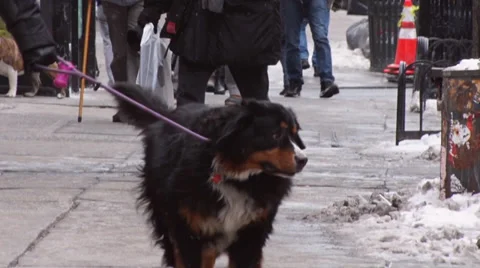Walking the Dog Stock Footage 35517560