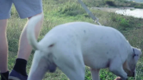 Walking the dog Stock Footage 40783327