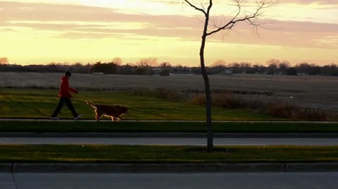 Walking the dog Stock Footage 43234926