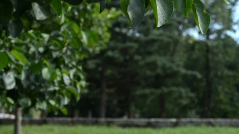 Walking with the dog Stock Footage 91752139