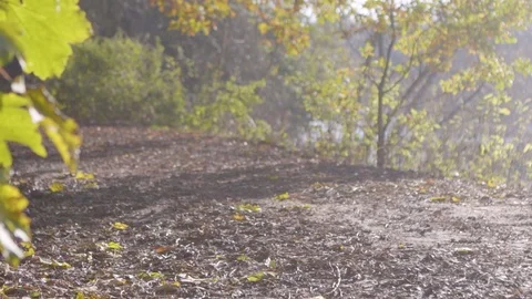 Walking a dog 動画素材 99049847