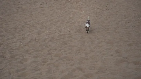 Walking dog Stock Footage 101023744