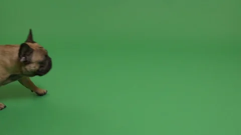 Walking dog Stock Footage 103035562