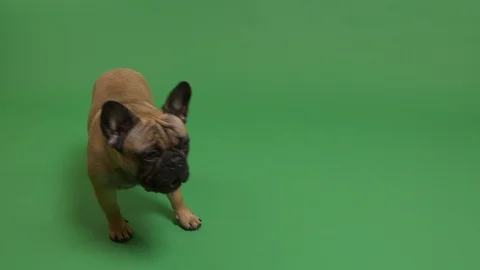 Walking dog Stock Footage 103036786