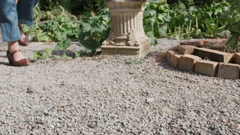 Walking the dog Stock Footage 132158615