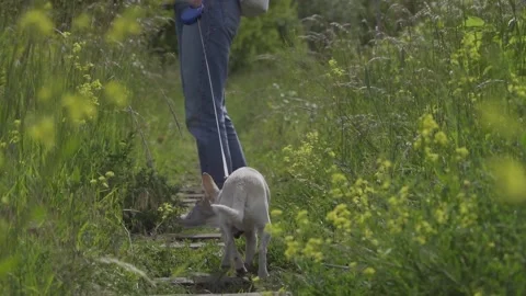 Walking with dog Stock Footage 148291951