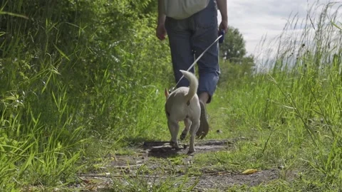 Walking with dog Video stock 148291978