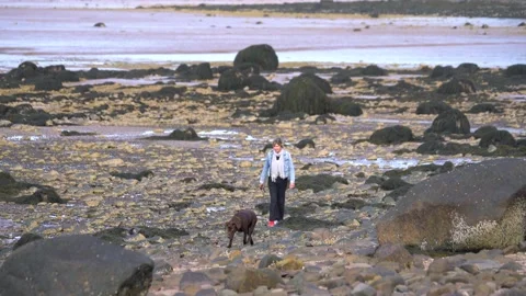 Walking the dog Stock Footage 155585831