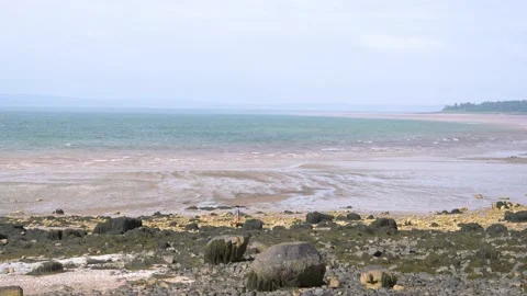 Walking the dog Stock Footage 156452444