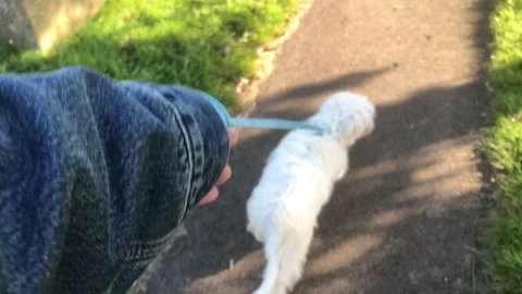 Walking a dog Stock Footage 165367189