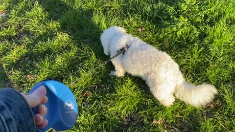 Walking the dog Stock Footage 237859510