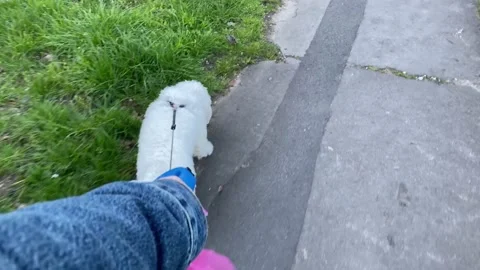 Walking the dog Stock Footage 237859522