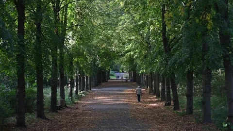 Walking the dog Stock Footage 252433566