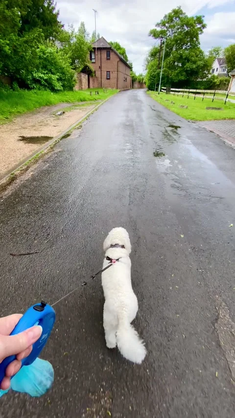 Walking the dog Stock Footage 276325819