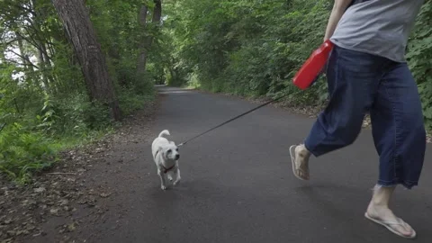 Walking with dog in a forest Video stock 150402695