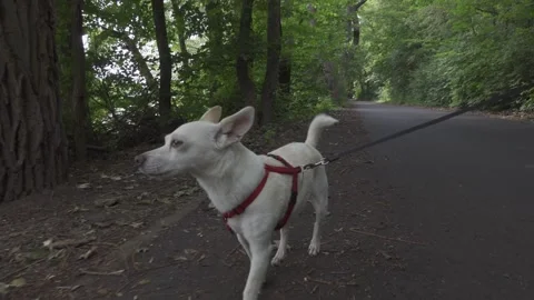 Walking with dog in a forest Stock Footage 150402706