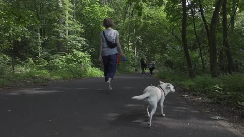 Walking with dog in a forest Stock-Footage 150402727