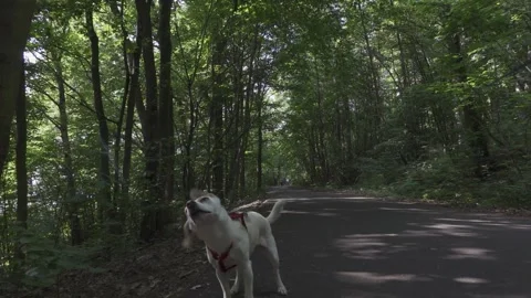 Walking with dog in a forest Stock Footage 150402739