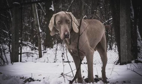 Walking dog in the forest Stock Photos