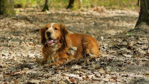 Walking with a dog in the forest, a red spaniel is resting on a forest lawn. Stock-Footage 128654143