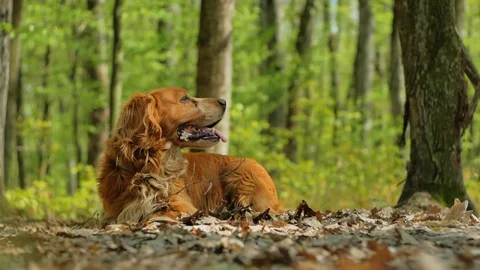 Walking with a dog in the forest, a red spaniel is resting on a forest lawn. Stock-Footage 128654203