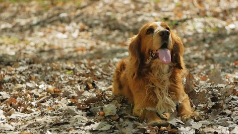 Walking with a dog in the forest, a red spaniel is resting on a forest lawn. Stock Footage 128654295