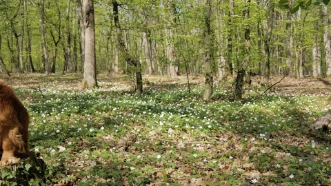 Walking with a dog in the forest, a red spaniel is resting on a forest lawn. Stock-Footage 128654311