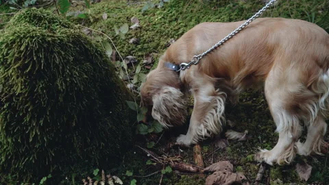 Walking with a dog in the forest, a red spaniel is resting on a forest lawn. Stock Footage 195306788